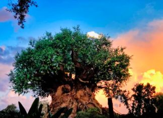 The 4 Most Relaxing Spaces at Walt Disney World’s Theme Parks