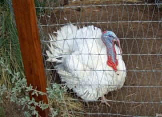 Yesterland: Disneyland’s Happiest Turkeys on Earth Happiest Turkeys on Earth