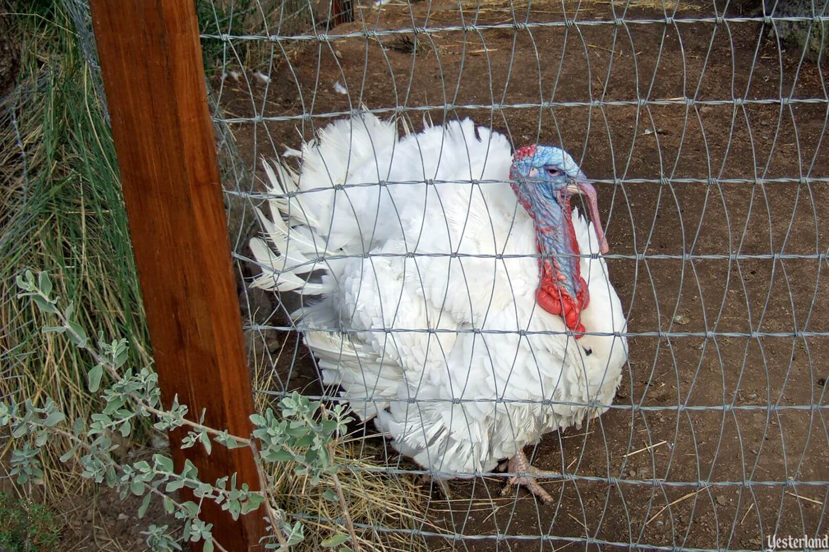 Happiest Turkeys on Earth