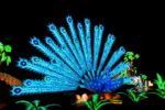 LA Zoo Lights – Peacock – Photo courtesy of LA Zoo