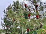 disneyland-christmas airfield trees-MiceChat
