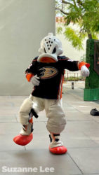 Disneyland_Anaheim_Ducks_Day_Wild Wing in his black uniform (he also was in his orange and white uniforms)_