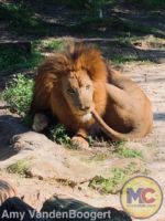 busch gardens tampa lion