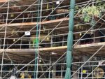 Disneyland-News-construction treehouse closeup-MiceChat