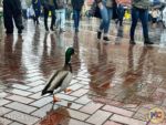 Disneyland-News-rain duck 1-MiceChat