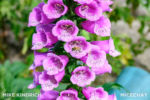 Downtown Disney_Flowers_Spring Too Soon_Macro (1 of 1)