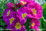 Disneyland_Fantasyland_Flowers (1 of 1)-2 – Copy