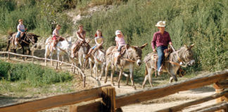 Mule Pack, Rainbow Ridge Pack Mules, and Pack Mules Through Nature’s Wonderland