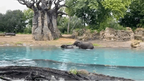 Disney's Animal Kingdom, 25 Animals for the 25th Anniversary of Disney’s Animal Kingdom!