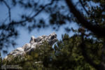 Disney California Adventure Grizzly Peak DSC_4440-X5