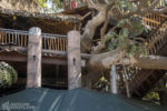 Disneyland Adventureland Treehouse construction Swiss Family Robinson DSC_4710-X5