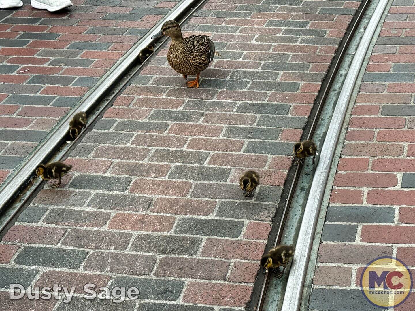 , Disneyland Update: Rolling… Heads, Strollers & Easter Eggs