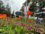 Disneyland News beauty fantasyland poppies MiceChat