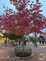 Disneyland News beauty pink trees ticket booths MiceChat
