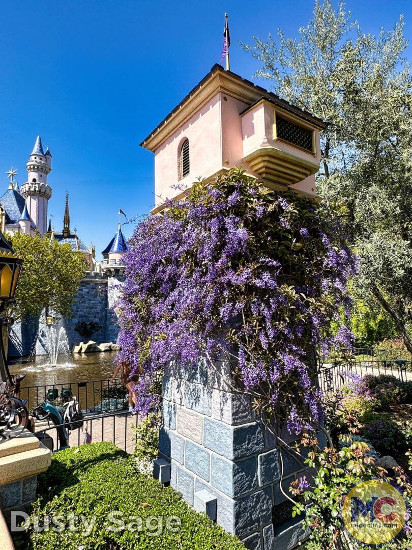 , Disneyland Update &#8211; From Doom to Bloom