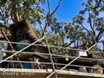 Disneyland News construction adventureland treehouse tip top MiceChat