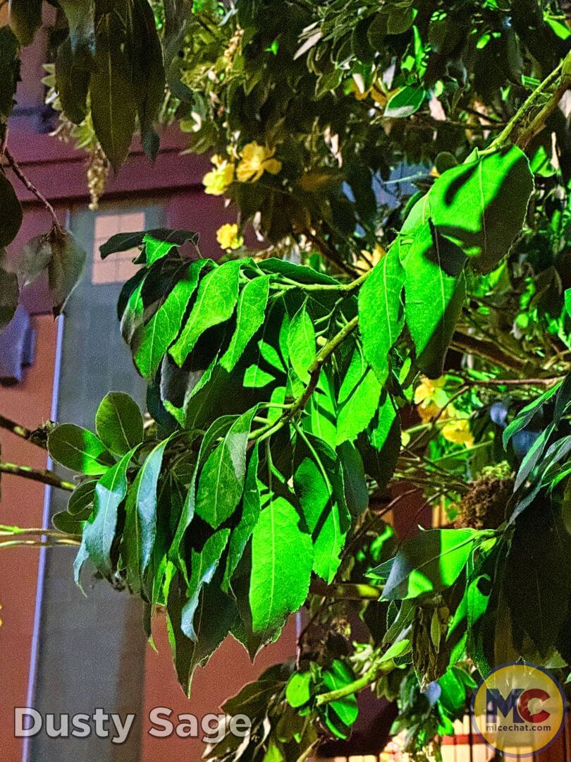 , Disneyland Update – From Doom to Bloom