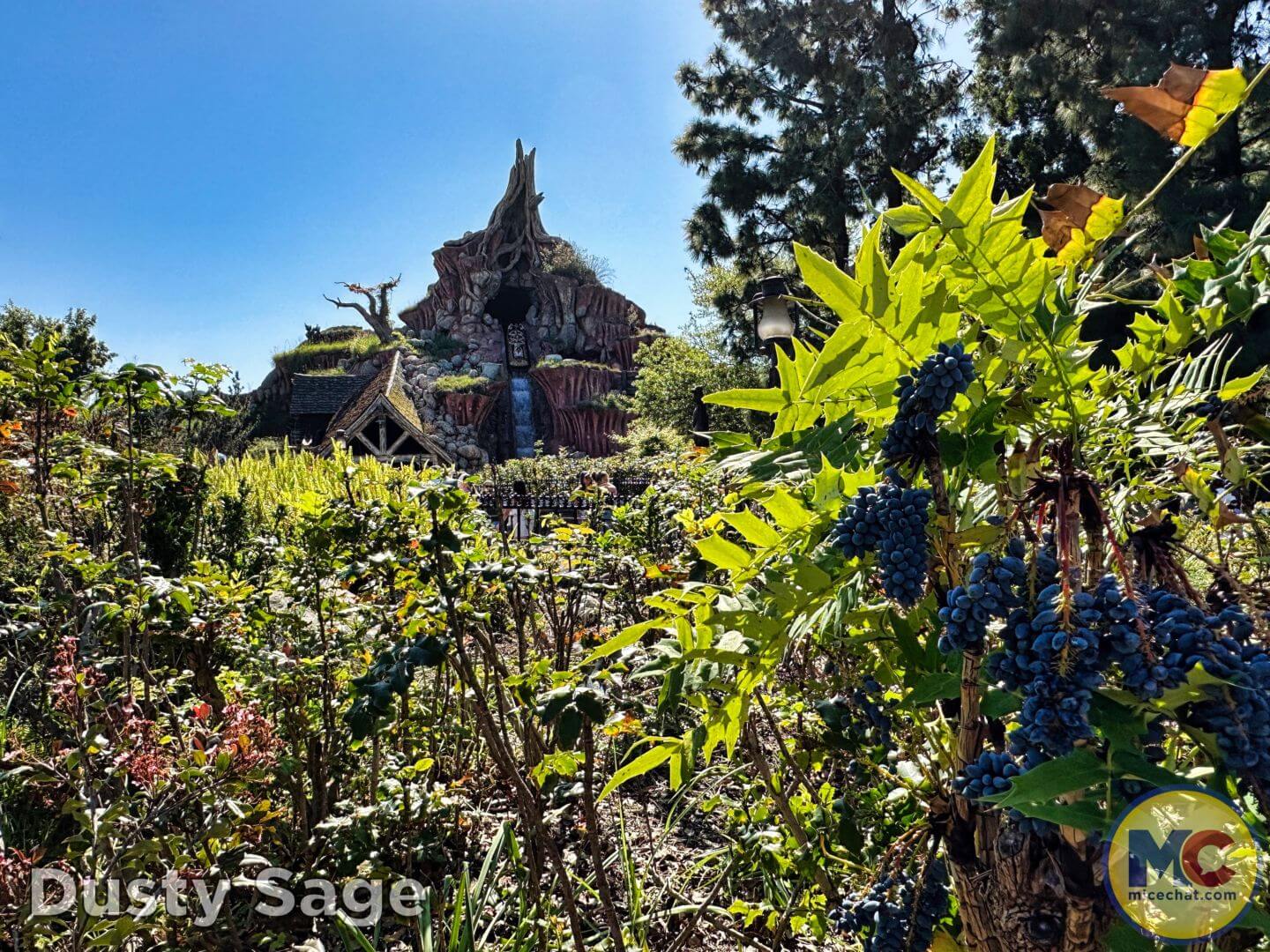 , Disneyland Update &#8211; From Doom to Bloom