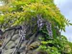 Disneyland News splash mountain wisteria MiceChat