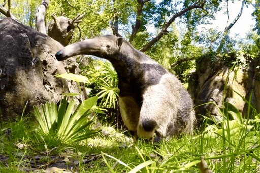 Disney's Animal Kingdom, 25 Animals for the 25th Anniversary of Disney’s Animal Kingdom!