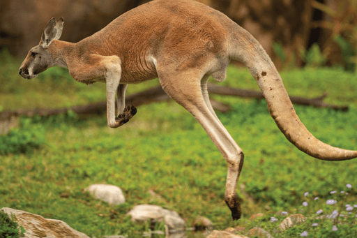 Disney's Animal Kingdom, 25 Animals for the 25th Anniversary of Disney’s Animal Kingdom!