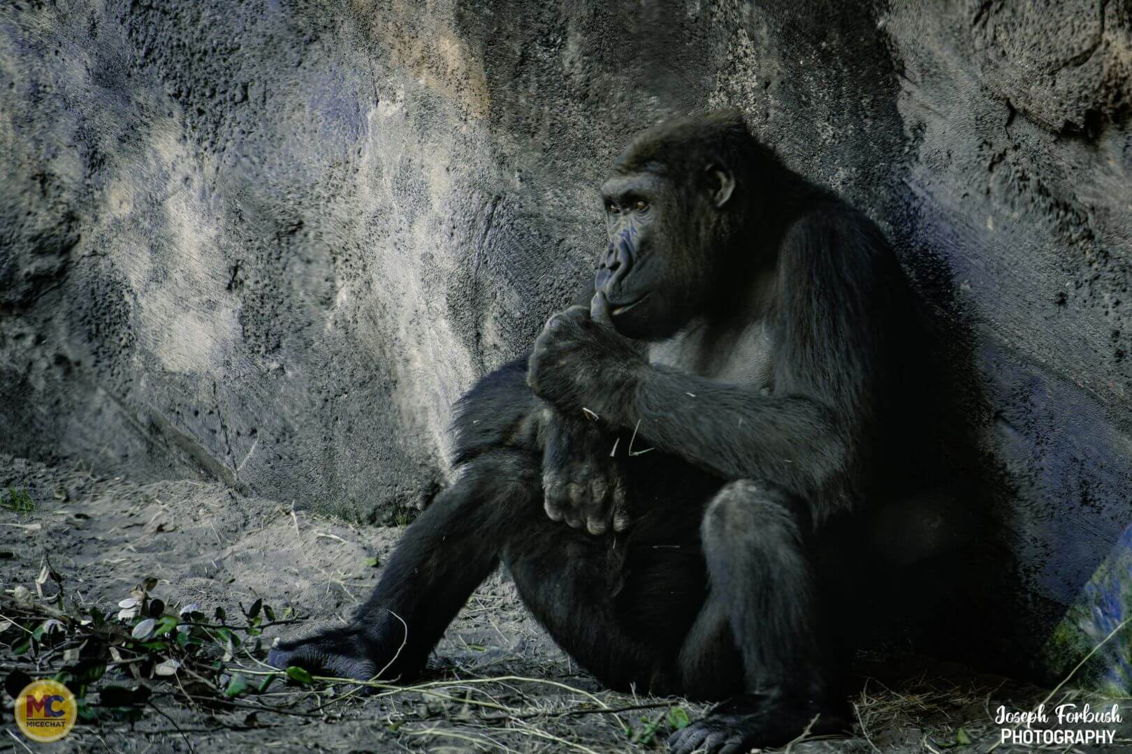 Disney's Animal Kingdom, 25 Animals for the 25th Anniversary of Disney’s Animal Kingdom!