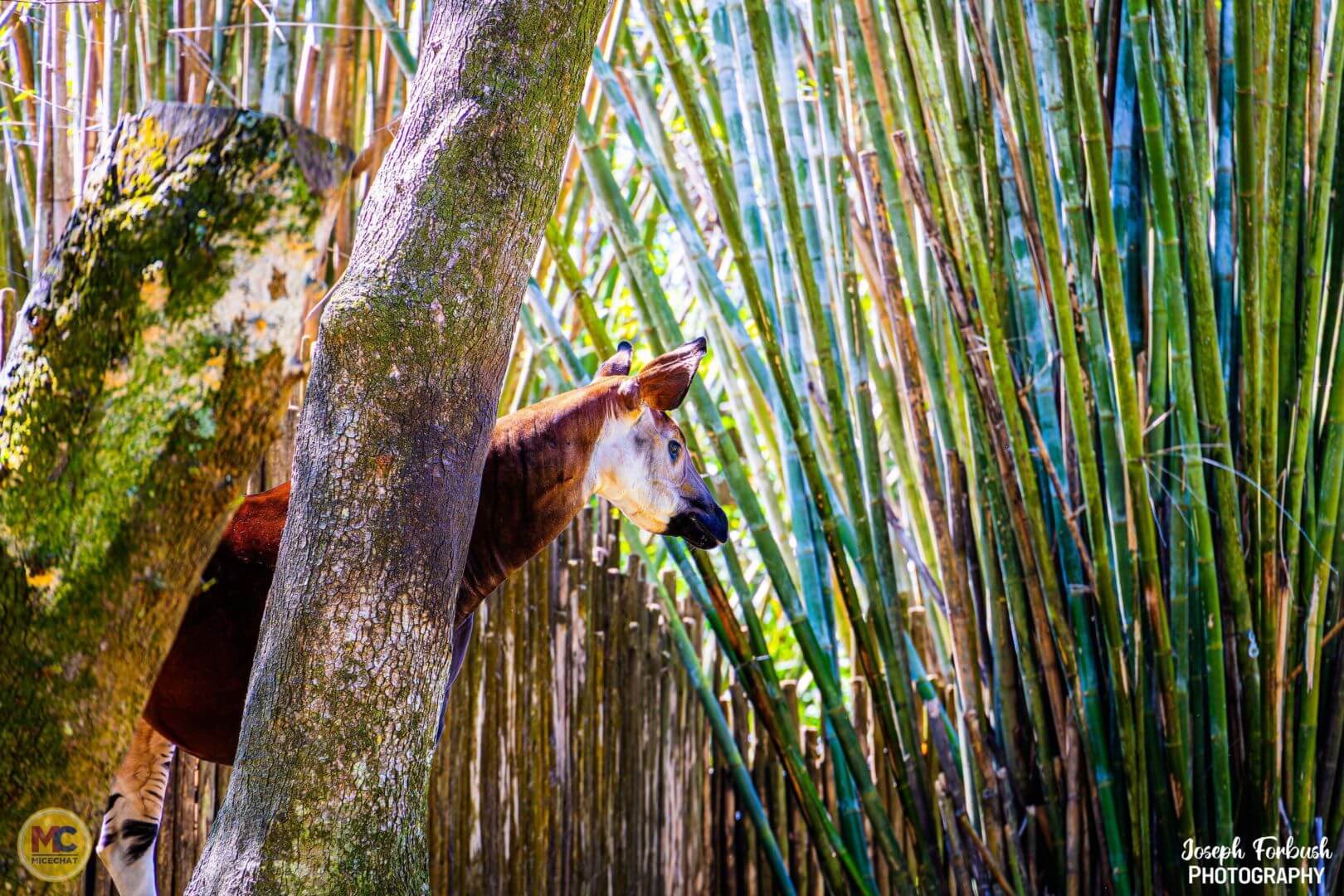 Disney's Animal Kingdom, 25 Animals for the 25th Anniversary of Disney’s Animal Kingdom!