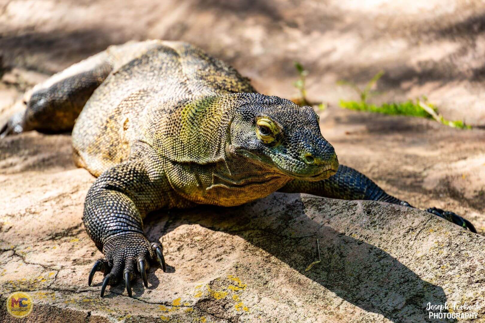 Disney's Animal Kingdom, 25 Animals for the 25th Anniversary of Disney’s Animal Kingdom!