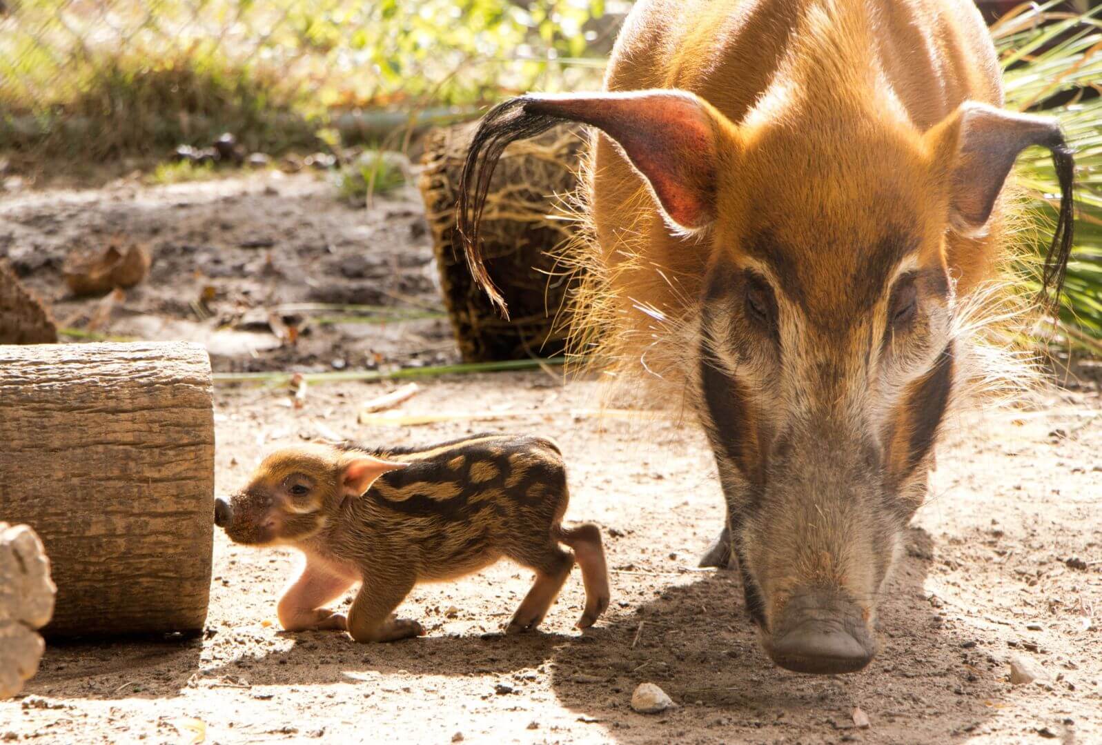 Mother's Day, Celebrate Mother&#8217;s Day with New Animal Moms at Walt Disney World