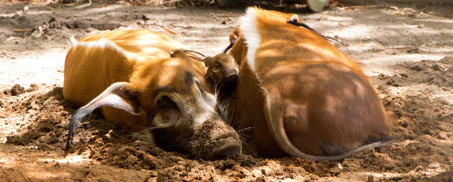 Mother's Day, Celebrate Mother&#8217;s Day with New Animal Moms at Walt Disney World