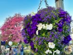 Disneyland News beauty hub flowers MiceChat