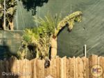 Disneyland News construction Adventureland treehouse palm tree MiceChat