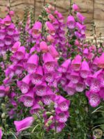 Disneyland Update california adventure dca news beauty foxglove flower MiceChat