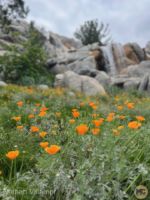 Disneyland Update california adventure dca news beauty poppies poppy 1 MiceChat