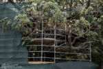 Disneyland Adventureland Treehouse construction progress DSC_7815-X5