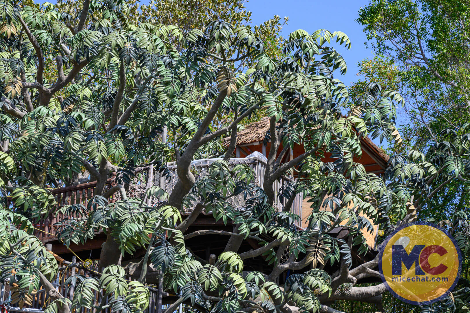 , Disneyland Update – Secret Test, Adventureland Mess, Splash at Rest