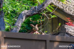 Disneyland_Critter Country_Splash Mountain_Tianna’s Bayou Adventure Construction (1 of 1)