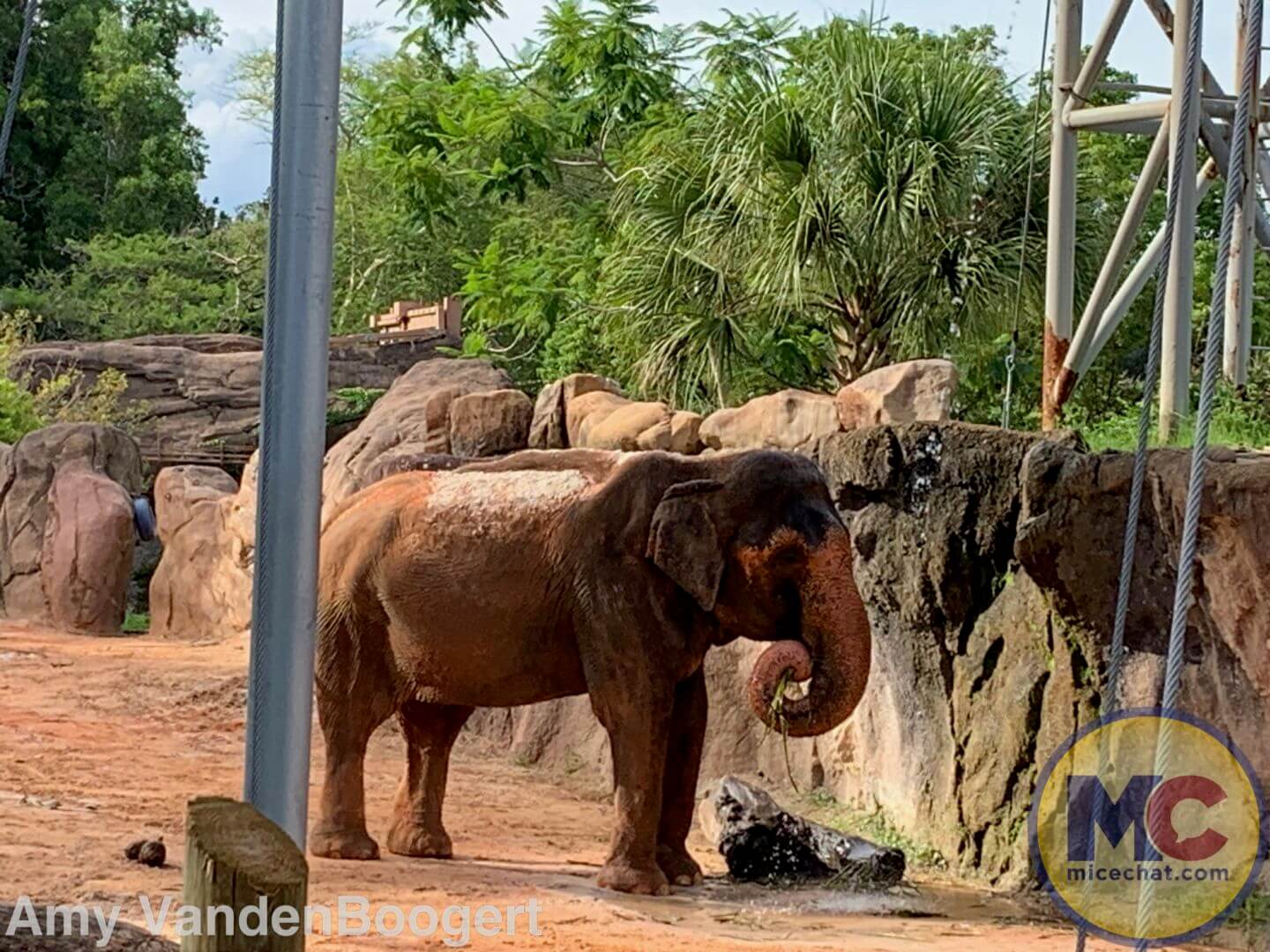 , Summer Nights Roar at Busch Gardens Tampa!
