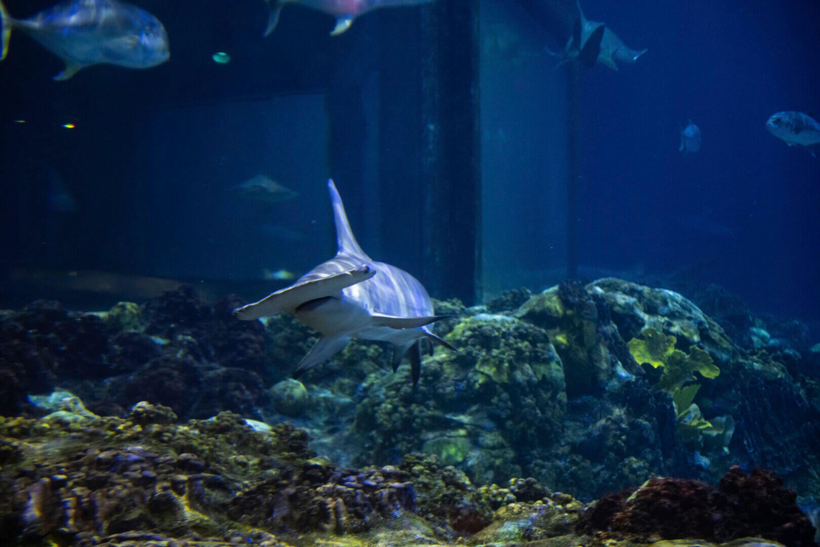 SeaWorld Ultimate Shark Experience Ticket