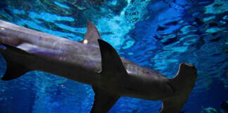 SeaWorld Ultimate Shark Experience Ticket