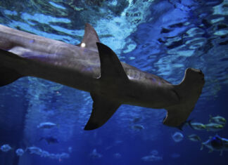 SeaWorld Ultimate Shark Experience Ticket