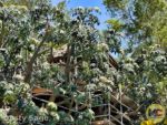 Disneyland News construction treehouse 3 MiceChat