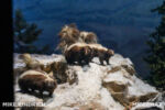 Primeval World (1 of 1)-9