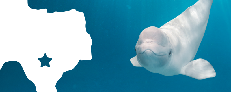 SeaWorld San Antonio