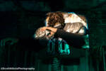 081_Knotts_Scary_Farm_50__The Chilling Chambers