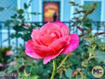 Disneyland News Beauty Disneyland Rose MiceChat