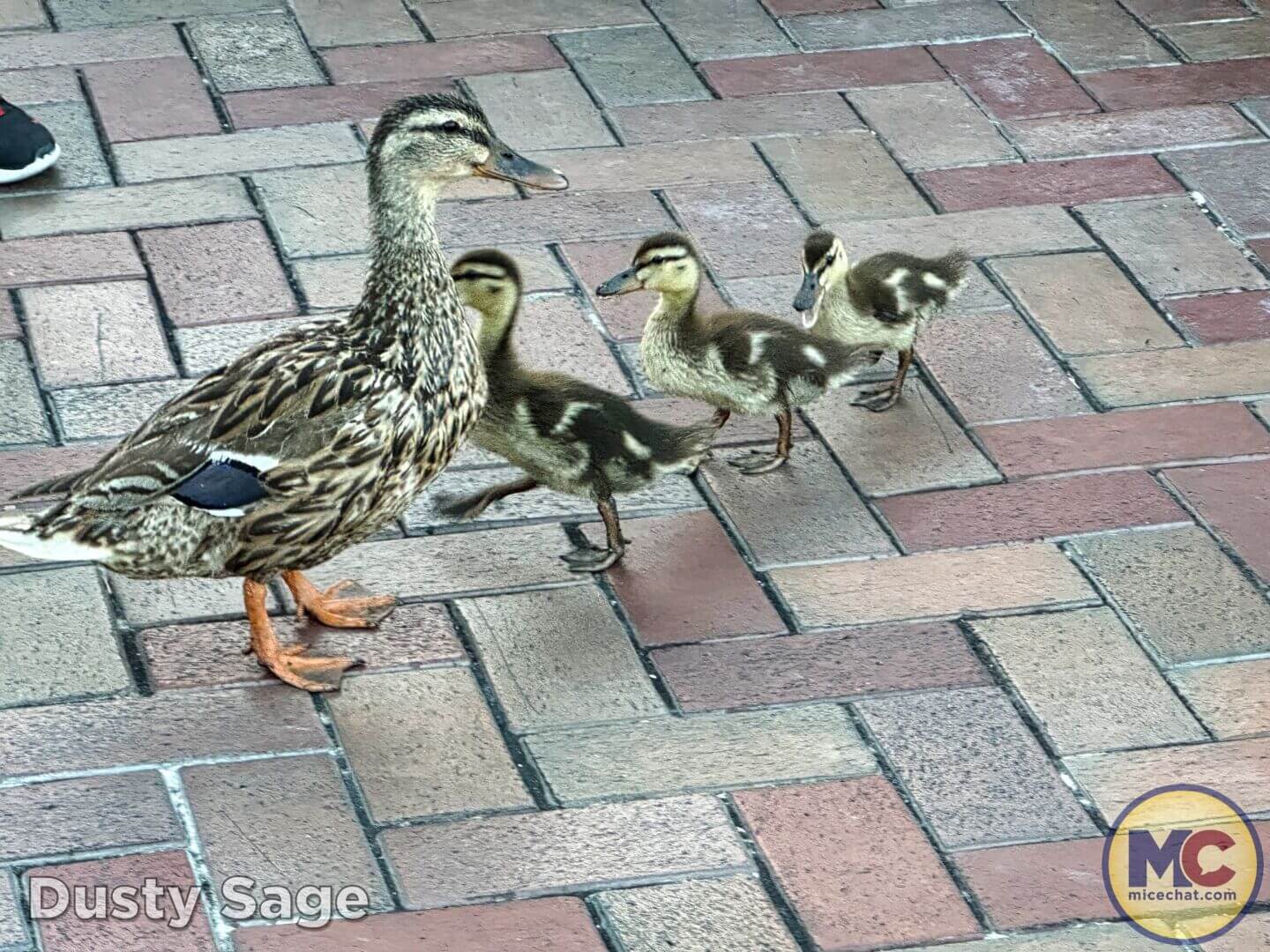 , DISNEYLAND UPDATE: CEO Shock, Napa Rose Reborn & DCA’s 25th Birthday Bash!