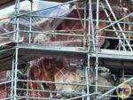 Disneyland News Construction tianas bayou adventure xs MiceChat