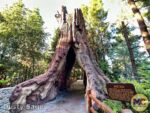 Disneyland News Halloween Redwood Creek Trail stump MiceChat