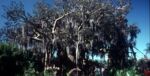 Swiss Family Treehouse at Disneyland